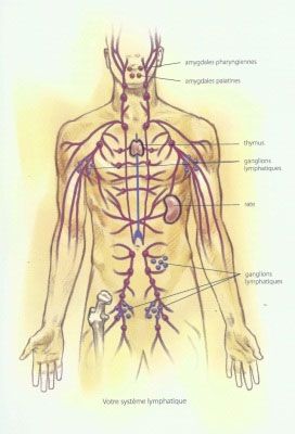 illus_systeme_lymphatique.jpg